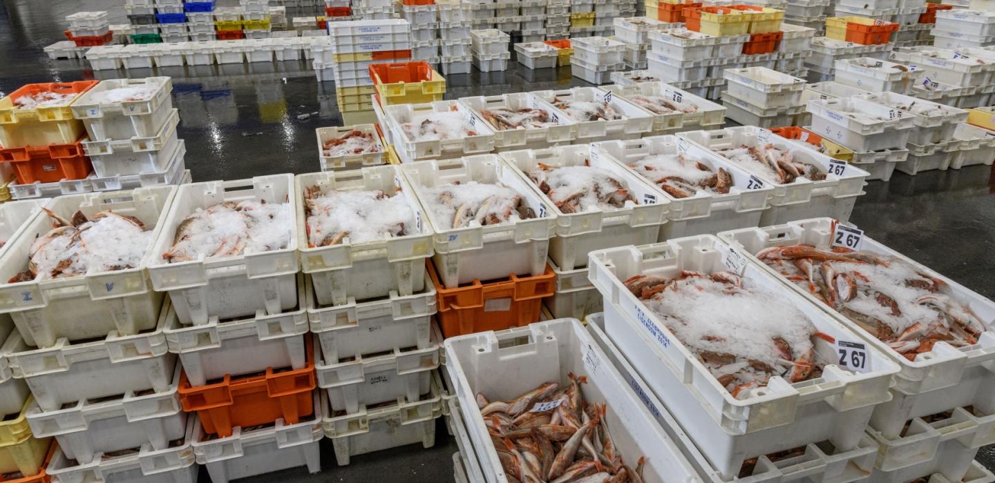 Poisson belge prêt à vendre dans la salle des ventes