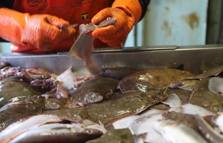 Der belgische Fisch wird sofort auf dem Boot gereinigt Der belgische Fisch wird sofort auf dem Boot gereinigt